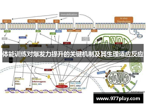 体能训练对爆发力提升的关键机制及其生理适应反应